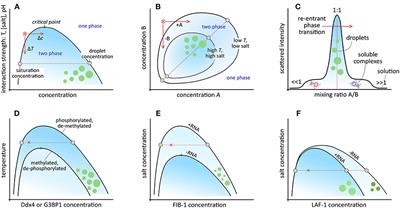 Biomolecular Chemistry in Liquid Phase Separated Compartments